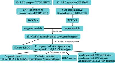 Identification of prognostic cancer-associated fibroblast markers in luminal breast cancer using weighted gene co-expression network analysis